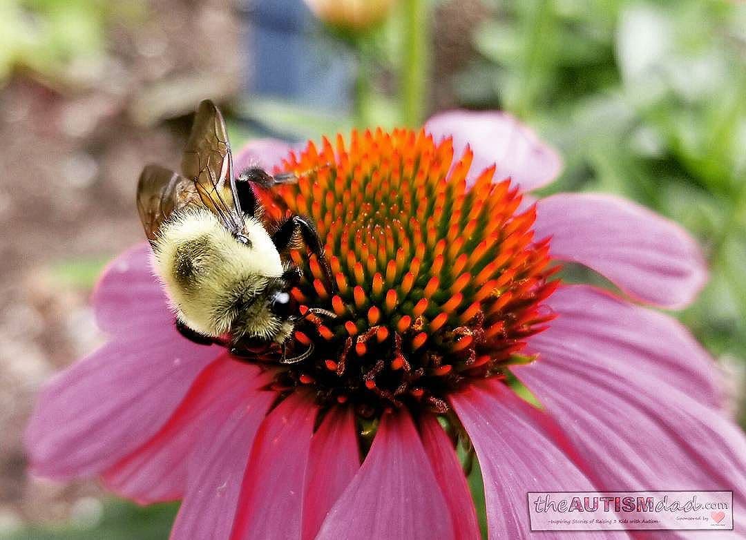 Amazing shot of a bumble bee at work (Photography)