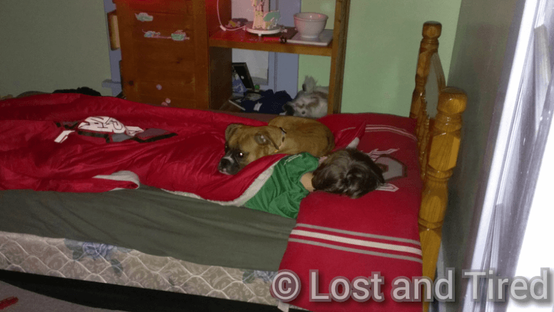 Animals and #Autism: Creature Comforts