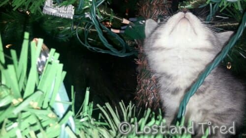 Cats in a tree