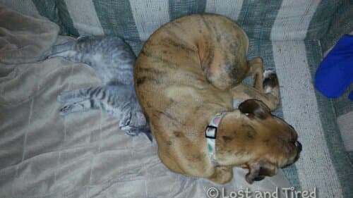 Cutest Pet Pics