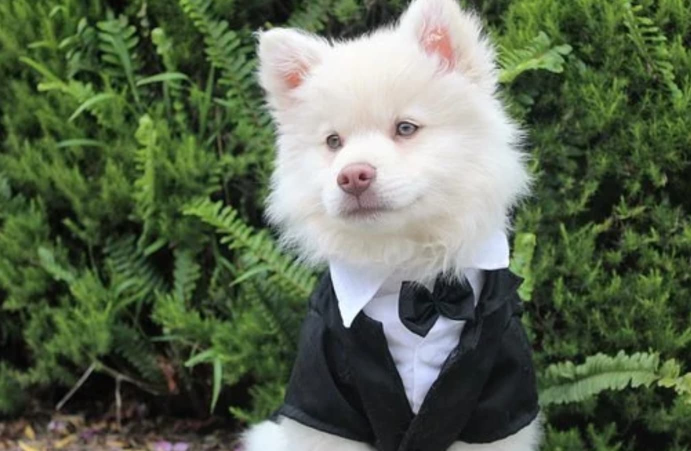 Fancy Dress Inspiration