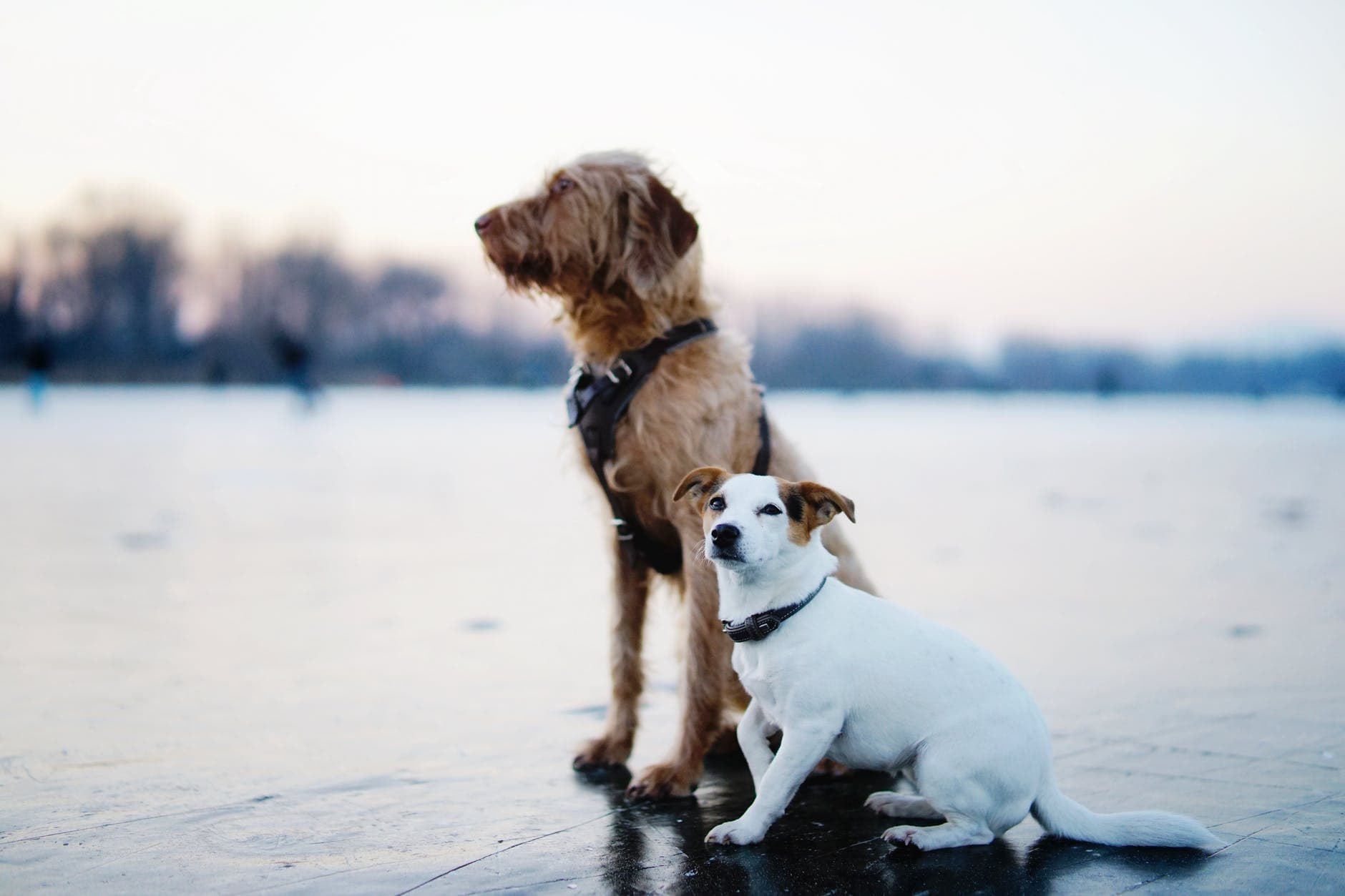 How Do Service Dogs Assist With #Autism?