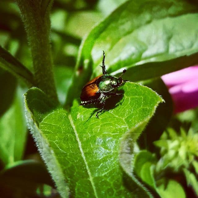 I haven't seen a Japanese beetle in forever (photography)