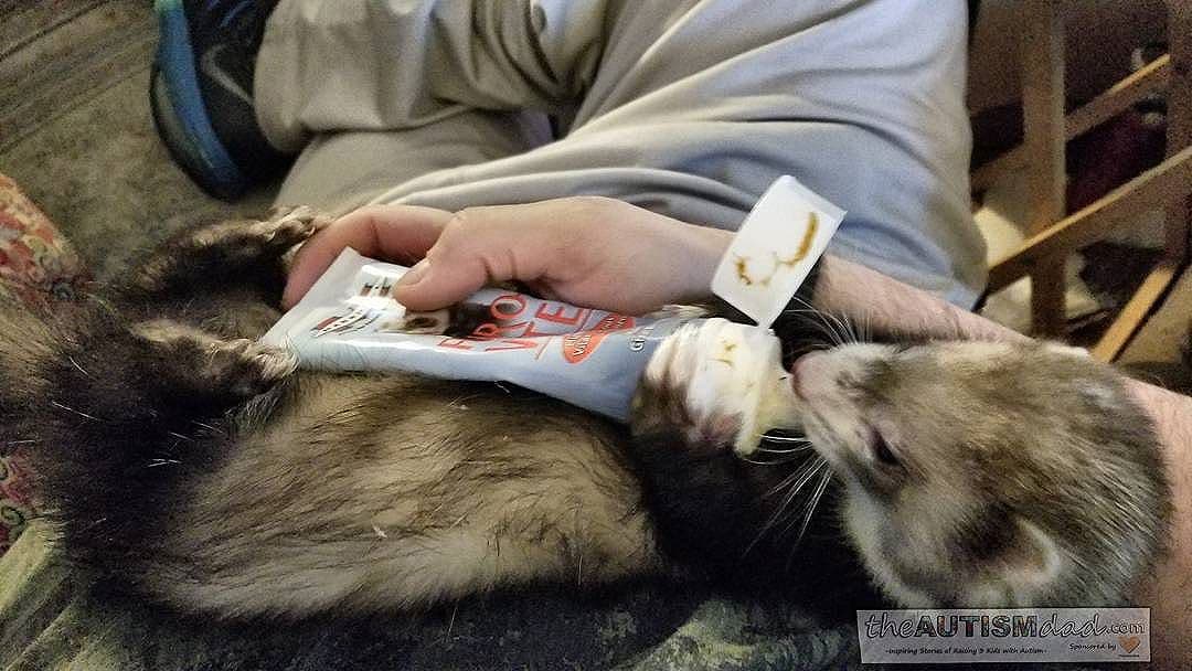 How we calm our ferrets so their nails can be trimmed