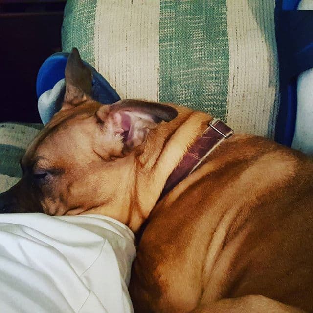Maggie's the best dog ever and she was a rescue