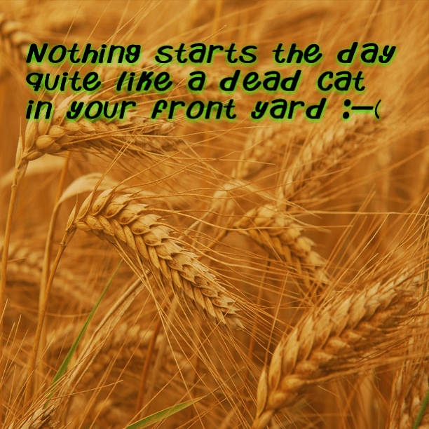 Nothing starts the day quite like a dead cat in your front yard :-(