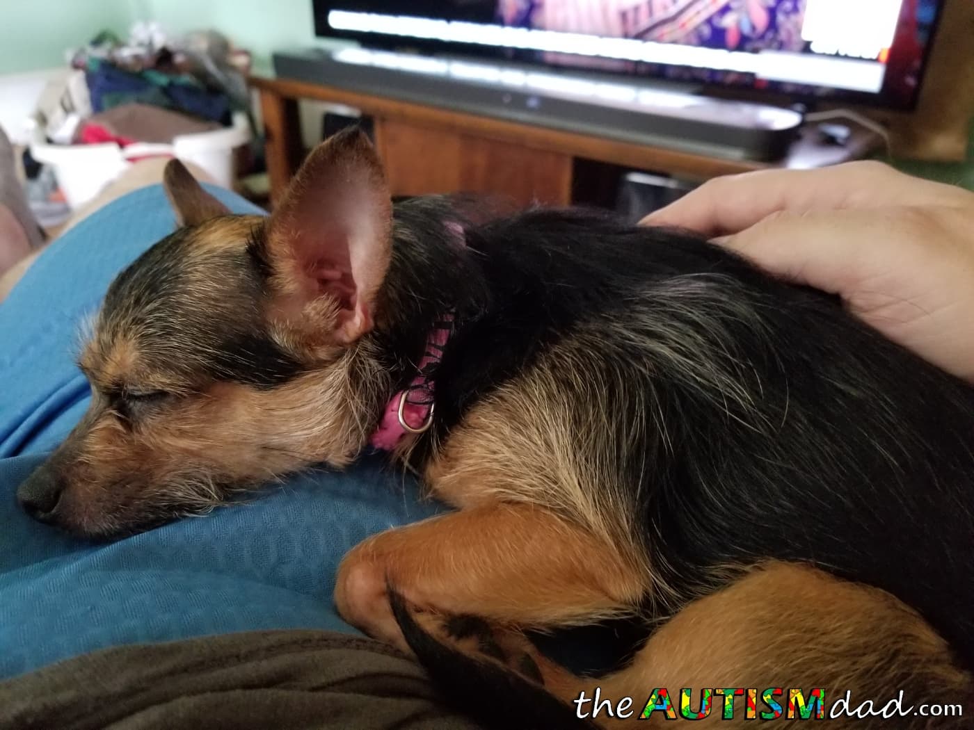 Our little dog has started biting our kids. What do we do?