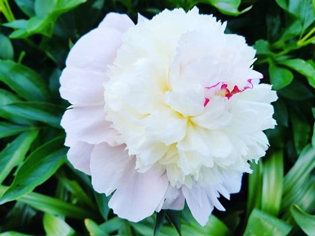 I thought this was a really cool looking peony