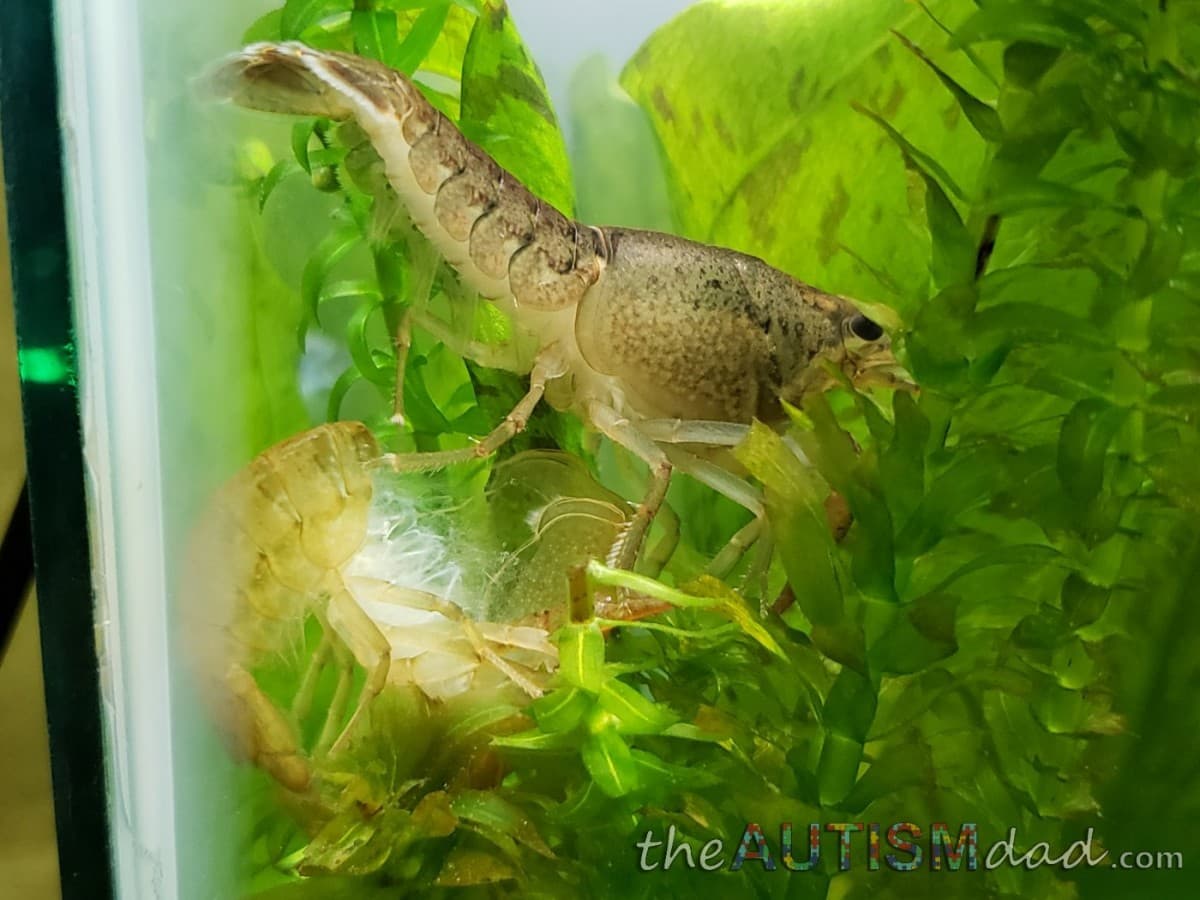 Something cool happened in our tank today