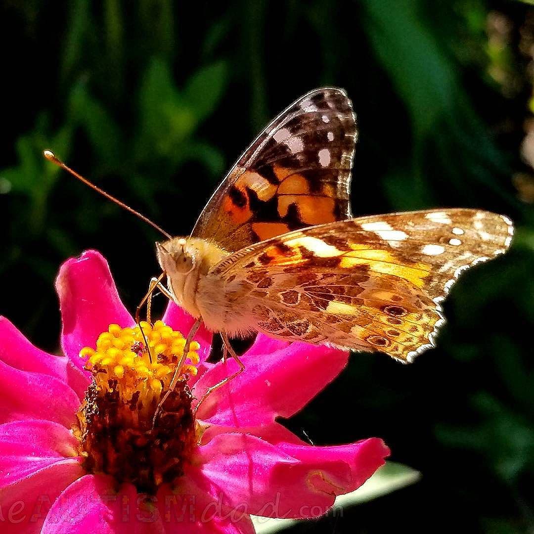 The butterflies of Fall at the Canton Garden Center