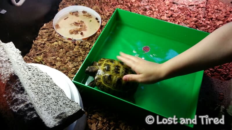 The Turtle Tubby