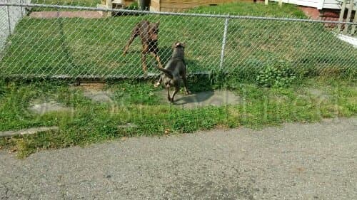 The vicious dog problem: Update 08/23/2013