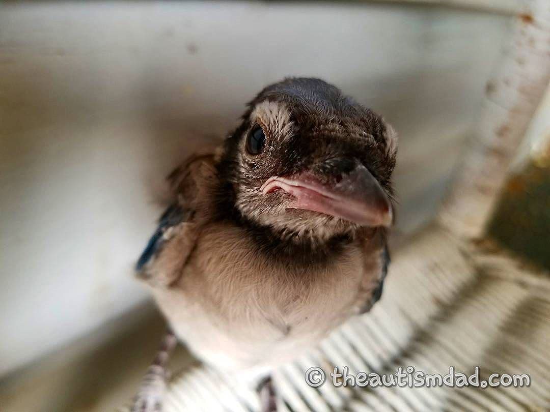 We had a special little visitor yesterday afternoon (Photography)