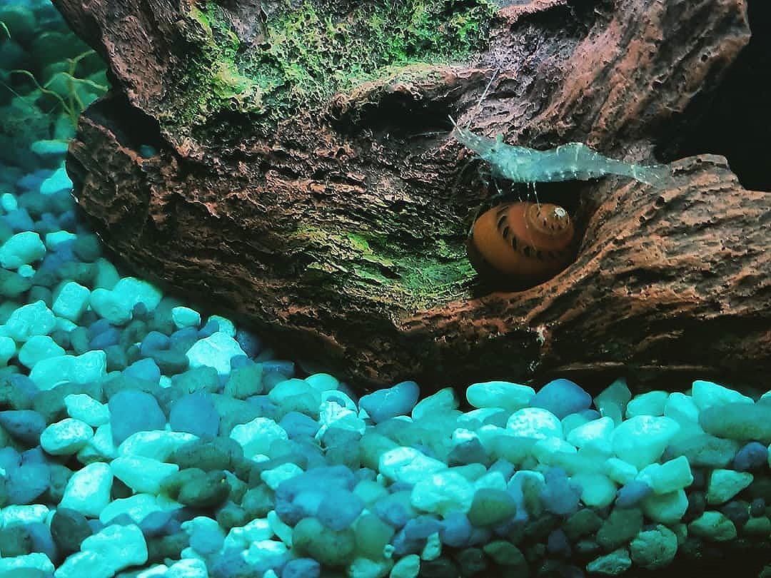 We have become quite fascinated by our fish tank