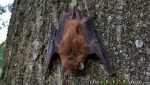 How a tiny brown bat helped me teach my kids a valuable life lesson